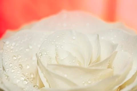 Macro of white rose on red 스톡 사진