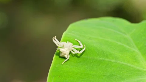 Macro of White Spider Crawling on Green Leaf Video stock 344023289