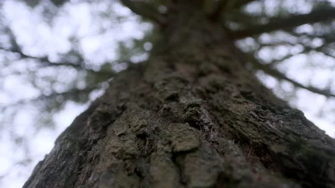 Macro Wide Shot of A Big Pine Wood Tree Video stock 150864384