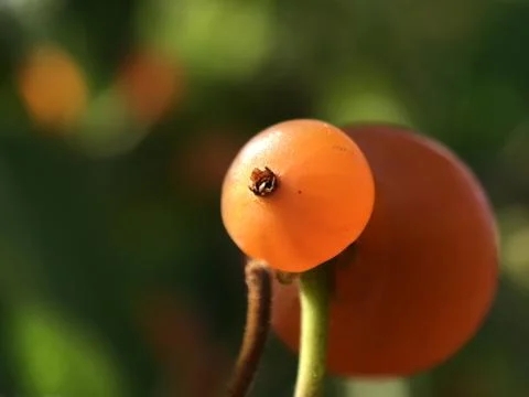 Macro of wild a berry. Stock Photos