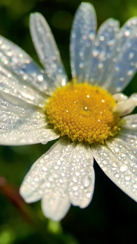 Macro, wild chamomile Stock Footage 246590665