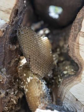 Macro Wild Honeycomb Hexagonal Beeswax Cells Glistening Raw Honey Hollow Log Stock Photos