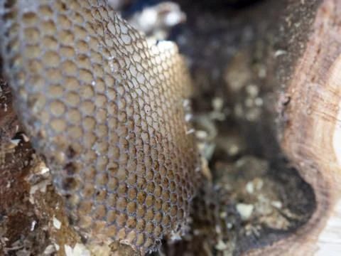 Macro Wild Honeycomb Hexagonal Beeswax Cells Glistening Raw Honey Hollow Log Stock Photos