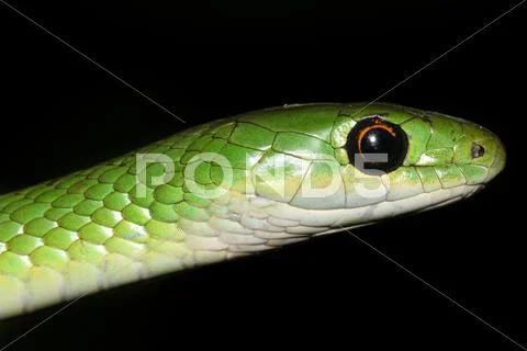 A Macro of a WILD Natal or Eastern Green Snake in Eldoret, Kenya, Africa. Stock Photos