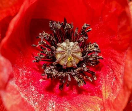 Macro of a wild poppy Фото