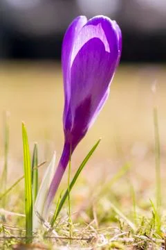 Macro of a wild purple crocus in spring Stock Photos