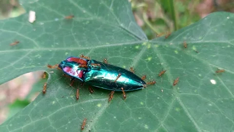 Macro Wildlife: Ant Eating Beetle ,Rainbow Sheath Click Beetle Close-Up Stock Footage 237690589