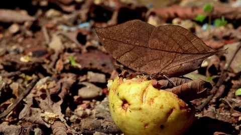 Macro Wildlife Footage Orange Oakleaf Butterfly Feeding On Guava Stock Footage 329683050