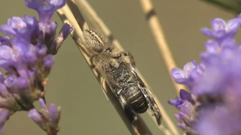 Macro wildlife scene captures a spider restraining a hairy moth inside 스톡 동영상 334090745