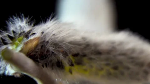 Macro Willow Branch. Morphological Development of Male Salix Caprea Catkins Video stock 331804155
