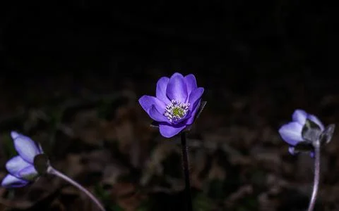 Macro of Wind Flowers Фото