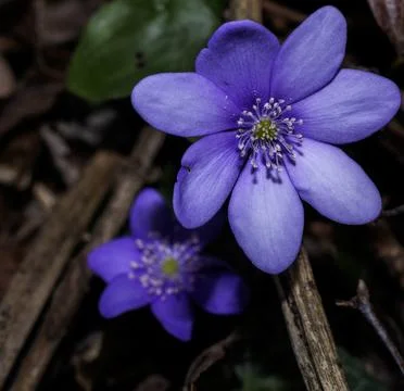 Macro of Wind Flowers Stock Photos