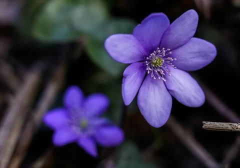 Macro of Wind Flowers Photos