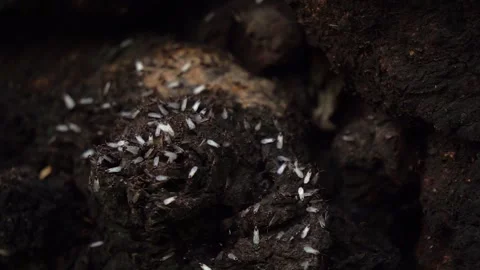 Macro of Winged Termite Alates Swarming on Dark Decaying Wood and Soil Stock Footage 345632052