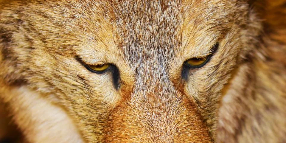 Macro wolf face Stock Photos