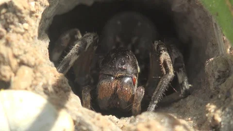 Macro Wolf Spider Insect Lycosa singoriensis sits in hole during mating season Stock Footage 75325803