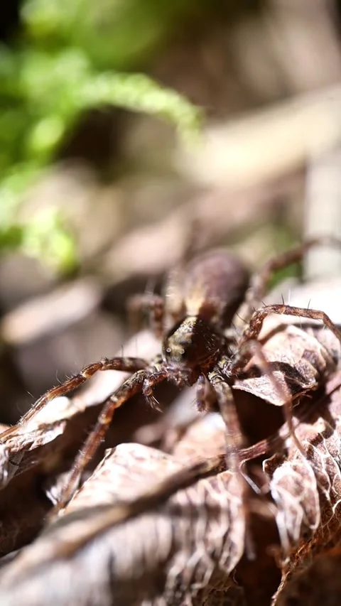Macro Wolf Spider Running Off Natural Wood Background Stock Footage 341803797