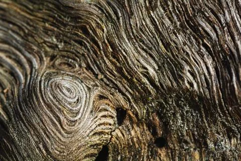Macro  wood  surface Stock Photos