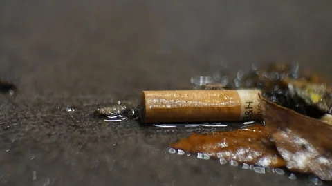 Macro Woodlouse on Cigarette Video stock 105224121