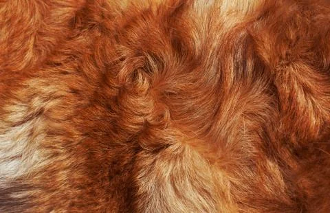 Macro wool bright-red dog Stock Photos