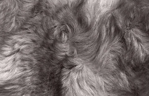 Macro wool gray wolf Stock Photos