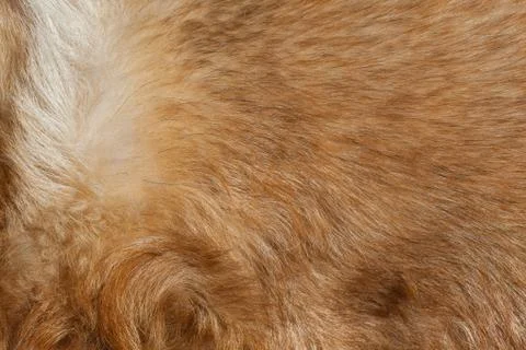 Macro wool red dog Stock Photos