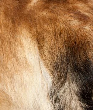 Macro wool red dog. tail Stock Photos