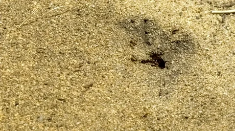 Macro of worker ants building ant hill hole in sandy ground, slow motion. Stock Footage 62224531