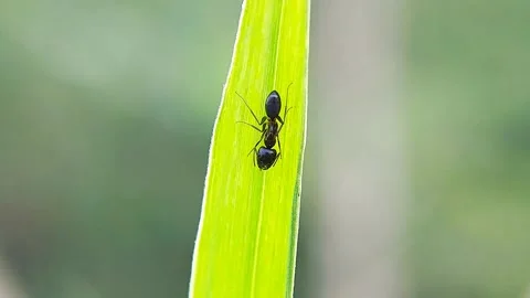 Macro: Worker Ants (Formicidae) on Fresh Leaves Deep in the Morning Stock Footage 318865868