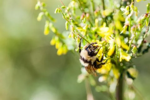Macro of a Worker Honey Bee With Copy Space Stock Photos