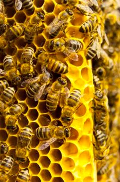 Macro of working bee on honeycells Foto stock