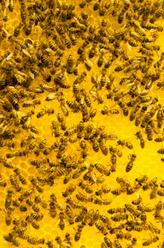 Macro of working bee on honeycells Stock Photos