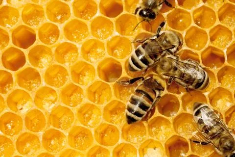 Macro of working bee on honeycells. Stock Photos