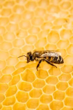 Macro of working bee on honeycells. Stock Photos