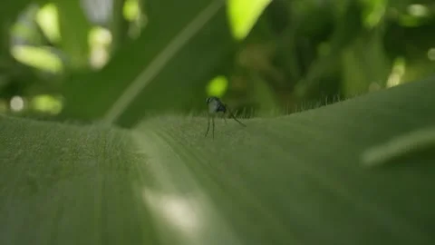 Macro world fly on leaf of corn plant in garden Video stock 146923609