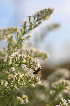 Macro world Stock Photos