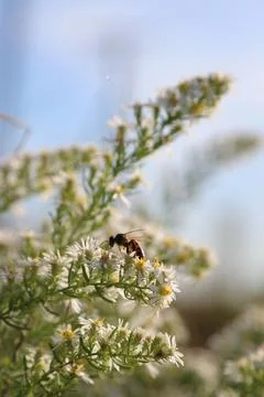 Macro world Stock Photos