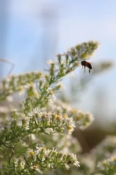 Macro world Stock Photos