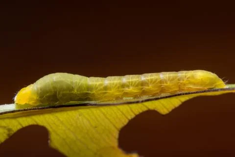 Macro Worm on a Branch Stock Photos