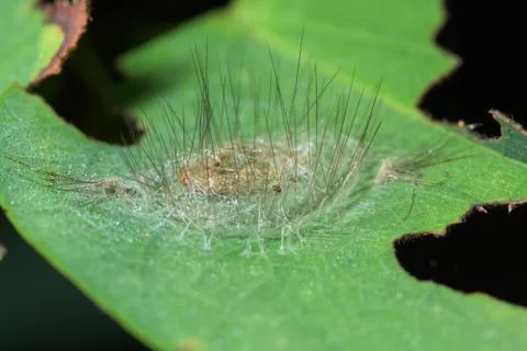 Macro worm in nature on leaf Stock Photos