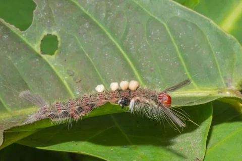Macro worm on the plant Stock Photos