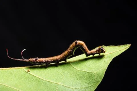 Macro worm on the plant. Stock Photos