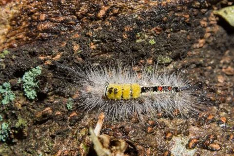 Macro worm on the plant Stock Photos