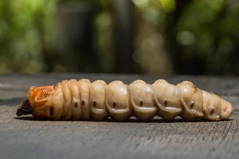 Macro worm on the plant Stock Photos
