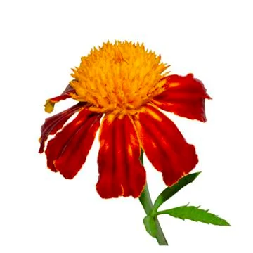 Macro of a yellow and red dwarf french marigold flower centered on a white ba Stock Photos