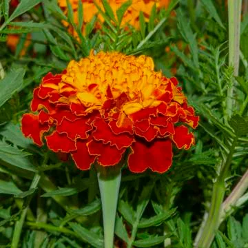 Macro of a yellow and red dwarf french marigold flower centered on a backgrou Stock Photos