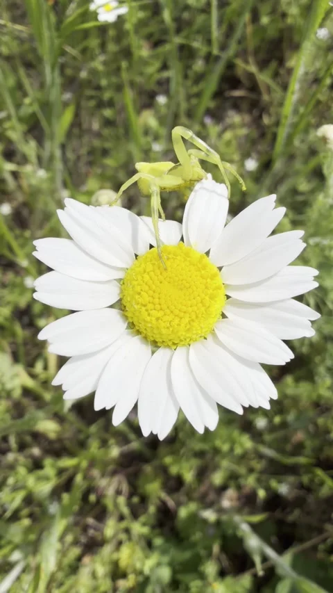 Macro of Yellow Crab Spider Waiting in Ambush on White Daisy Flower 스톡 동영상 338219359
