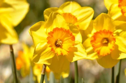 Macro of yellow daffodils close up Stock-Fotos