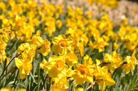 Macro of yellow daffodils close up Stock-Fotos