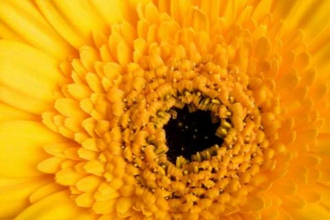 Macro of yellow daisy Stock Photos